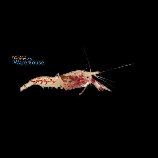 Candy Cane Pistol Shrimp (Alpheus sp.)