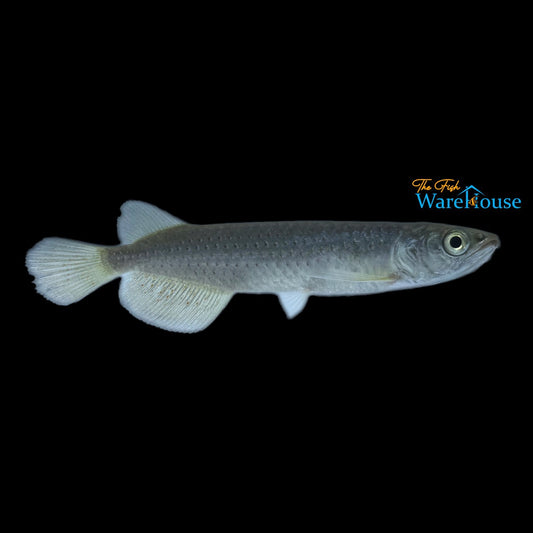 Red Spotted Arowana (Scleropages leichardti)