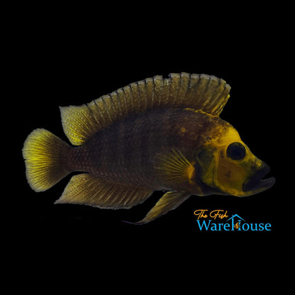 Gold Head Compressiceps (Altolamprologus compressiceps)