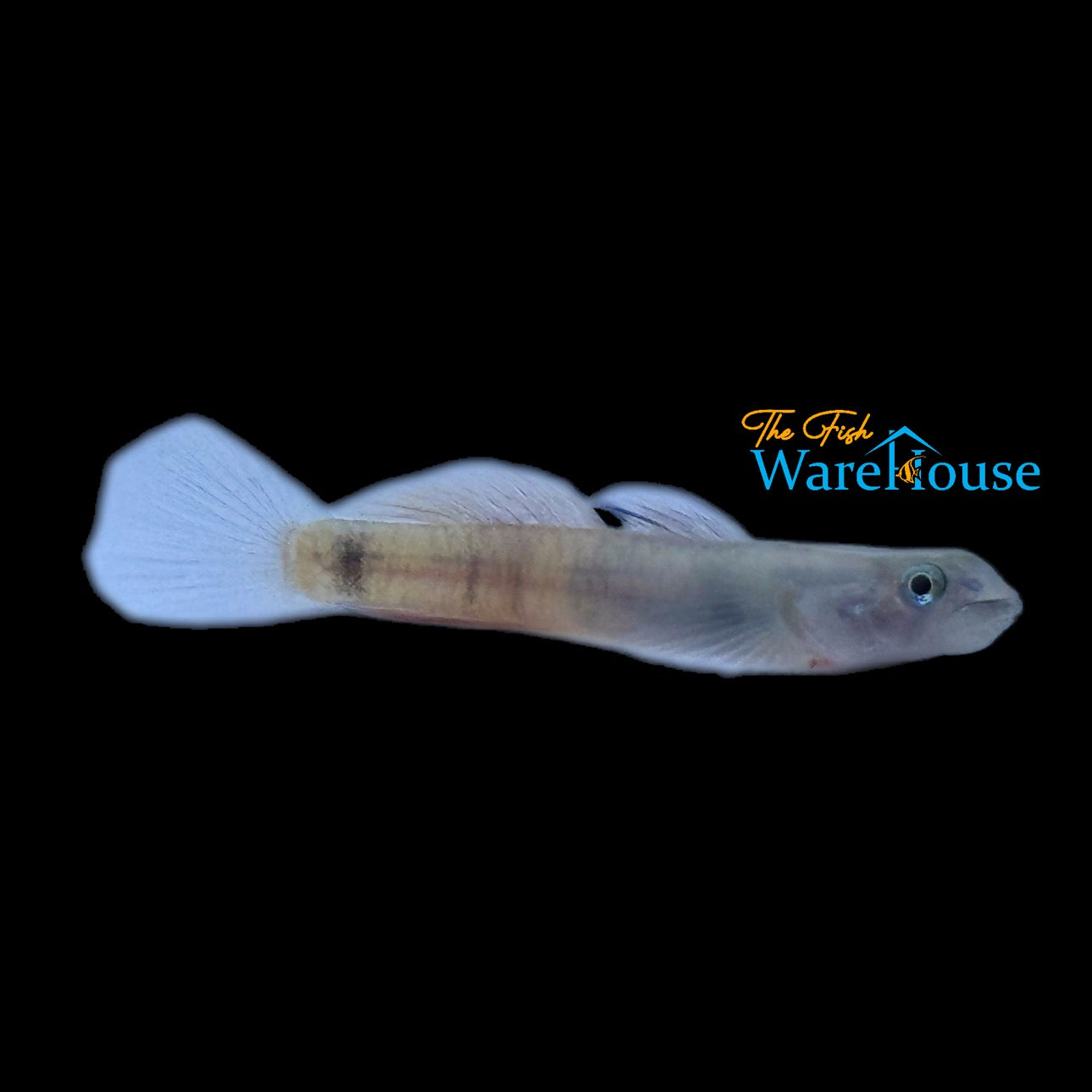 Red Belted Goby (Sicyopus zosterophorus)