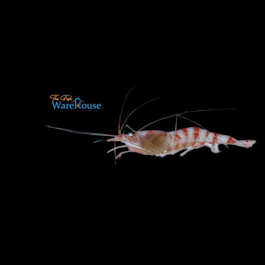 Candy Cane 'Red Sugarcane' Shrimp (Parhippolyte uveae)