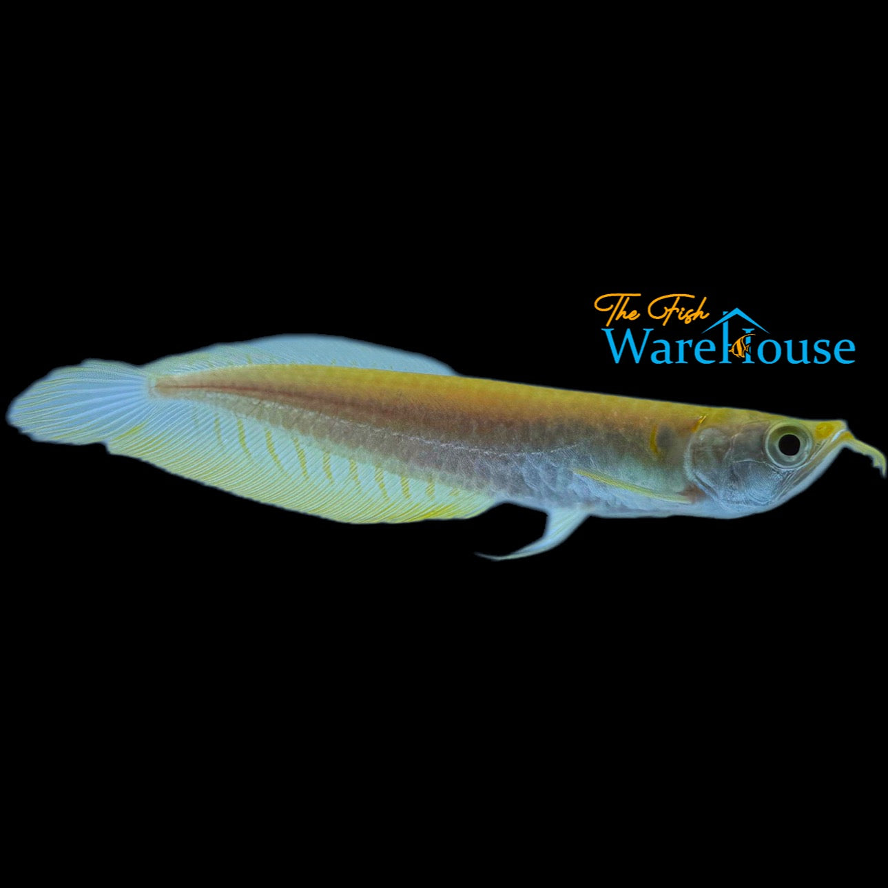 Albino Banana Silver Arowana (Osteoglossum bicirrhosum albino banana)