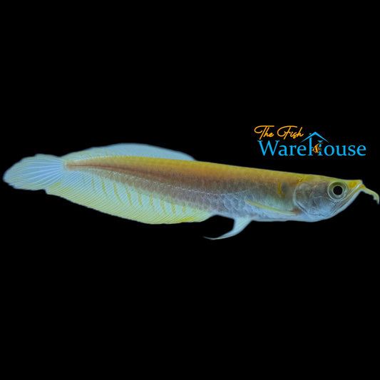 Albino Banana Silver Arowana (Osteoglossum bicirrhosum albino banana)