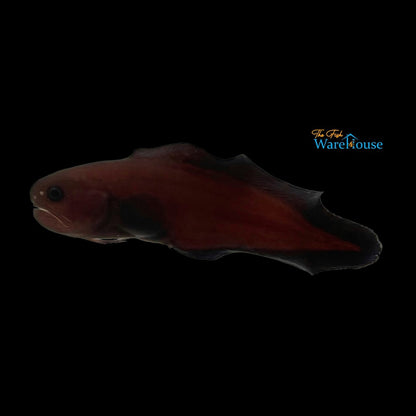 Black Widow Cusk Eel (Stygnobrotula latebricola)