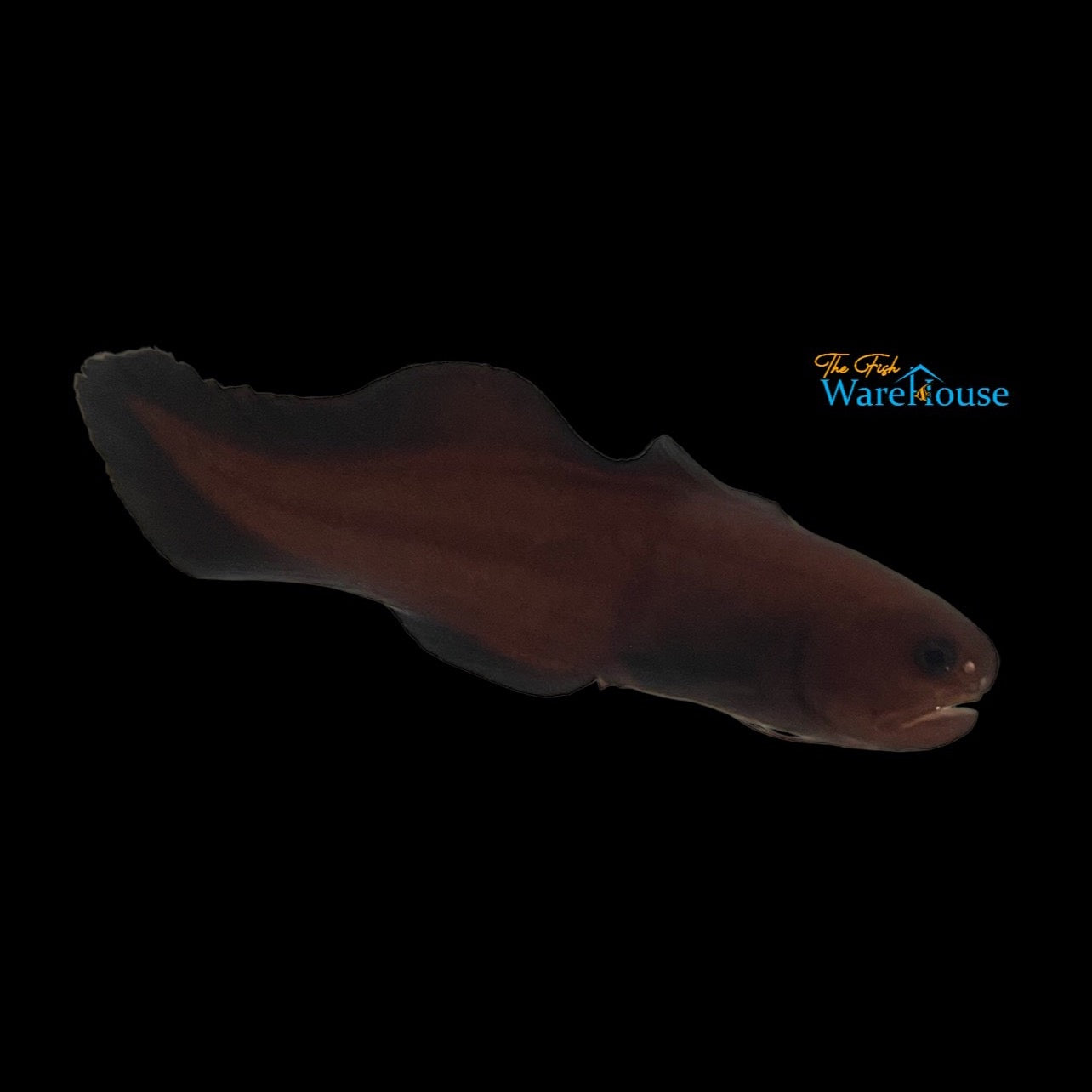 Black Widow Cusk Eel (Stygnobrotula latebricola)