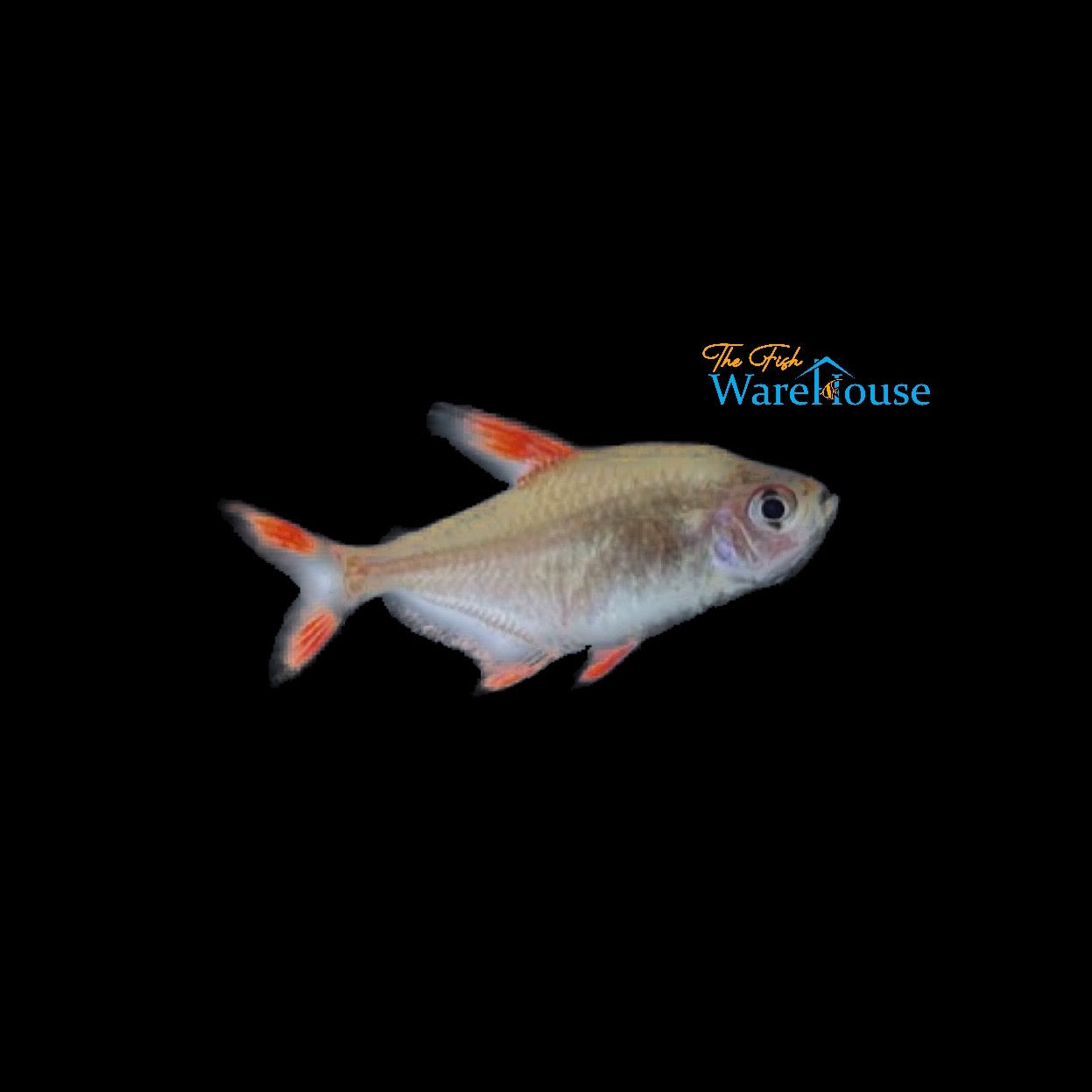 Candy Cane Tetra (Hyphessobrycon rosaceus 'HY511')