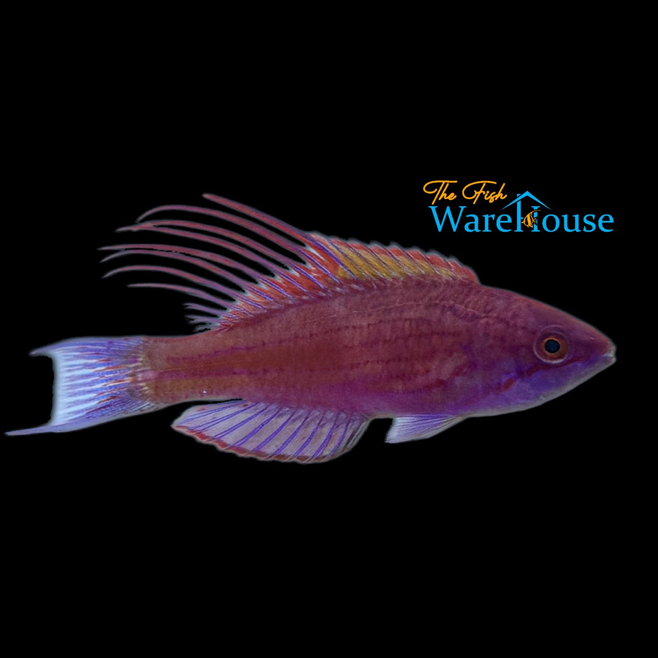 Blue Flasher Wrasse (Paracheilinus cyaneus)