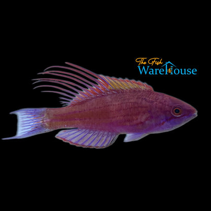 Blue Flasher Wrasse (Paracheilinus cyaneus)