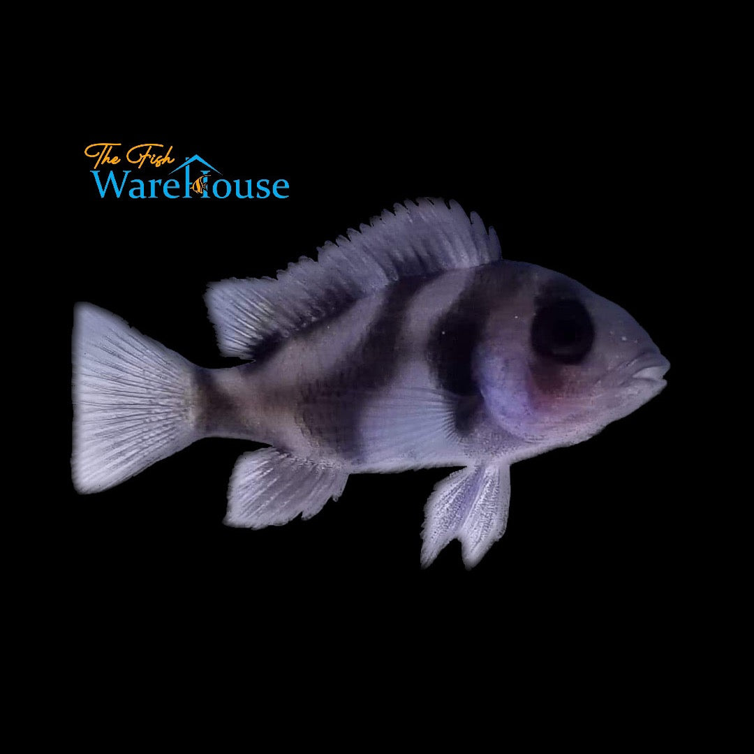 Black Widow Frontosa (Cyphotilapia frontosa 'black widow')