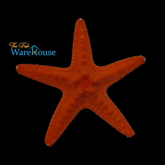 Orange Chocolate Chip Starfish (Protoreaster nodosus var. orange)