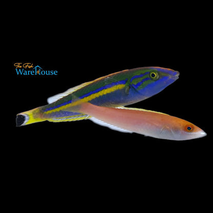 Candy Pencil Wrasse (Pseudojuloides cerasinus)