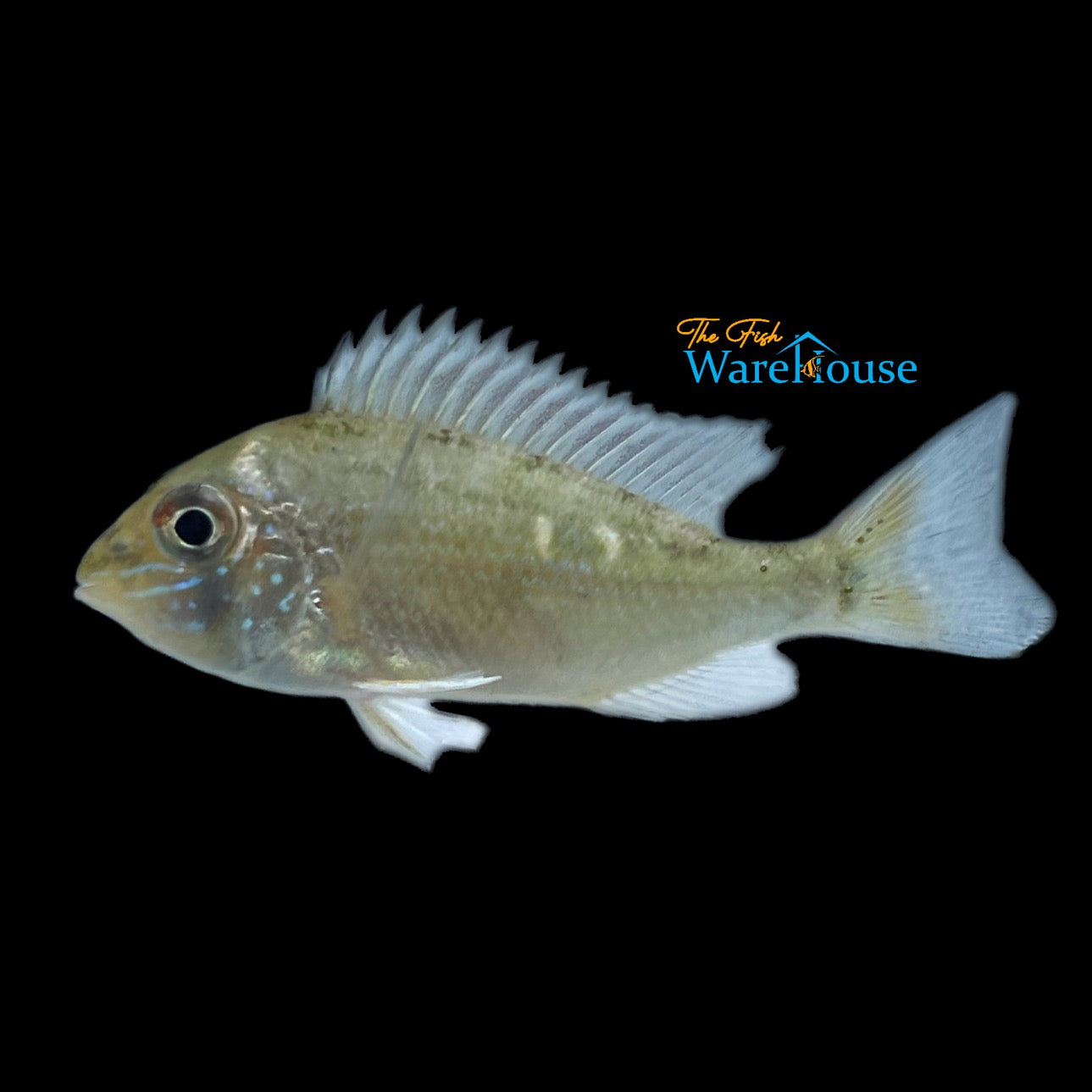 Cupido Cichlid (Biotodoma cupido)