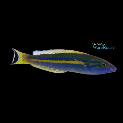 Candy Pencil Wrasse (Pseudojuloides cerasinus)