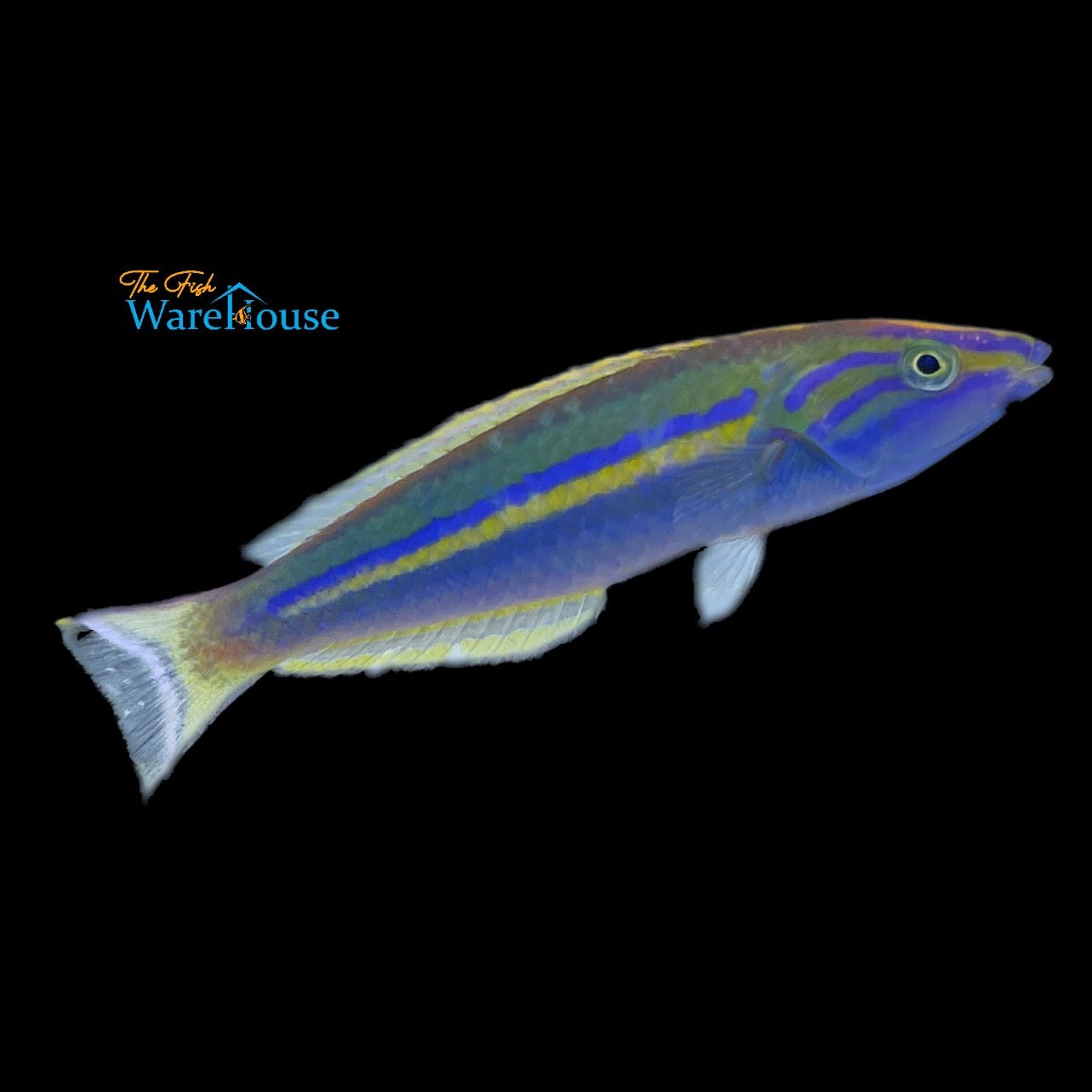 Candy Pencil Wrasse (Pseudojuloides cerasinus)