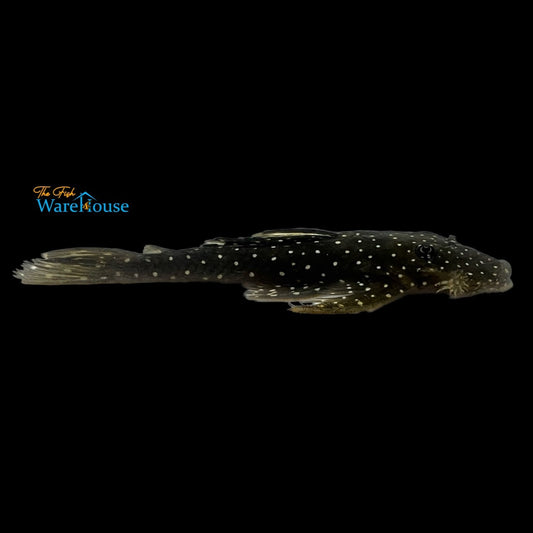 Black Wing Pleco L039 (Guyanancistrus niger)