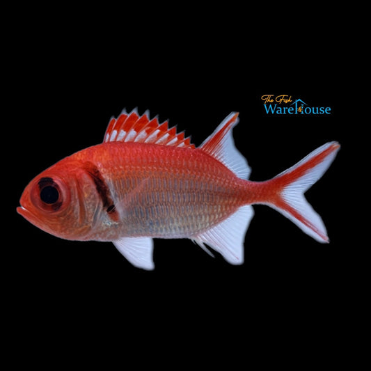Blackbar Soldierfish (Myripristis jacobus)