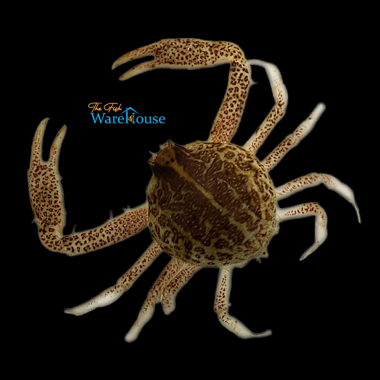 Mottled Purse Crab (Persephona mediterranea)