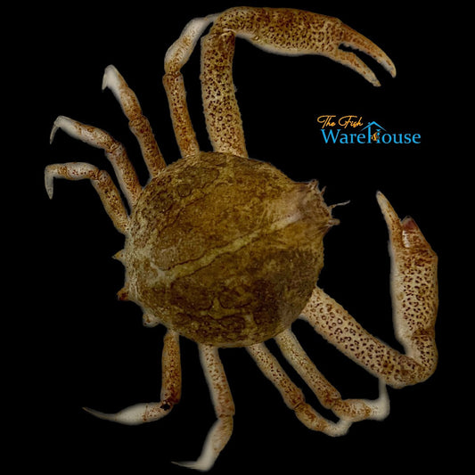 Mottled Purse Crab (Persephona mediterranea)