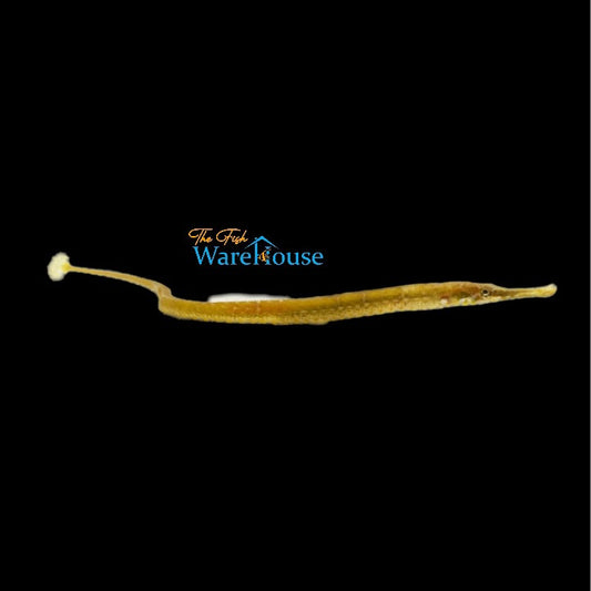 Caribbean Pipefish (Syngnathus caribbaeus)