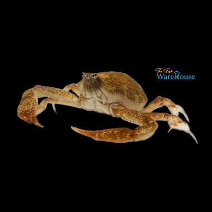 Mottled Purse Crab (Persephona mediterranea)