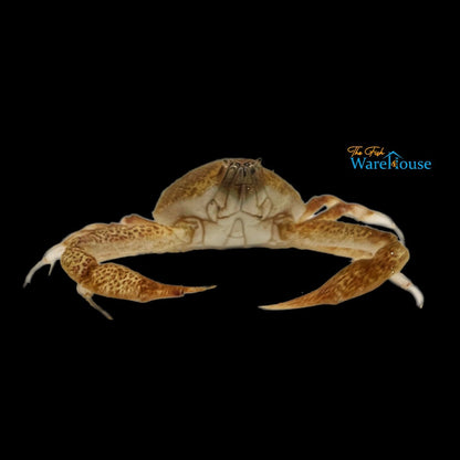 Mottled Purse Crab (Persephona mediterranea)