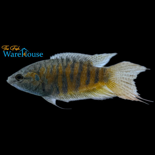 Blue Paradise Gourami (Macropodus opercularis)