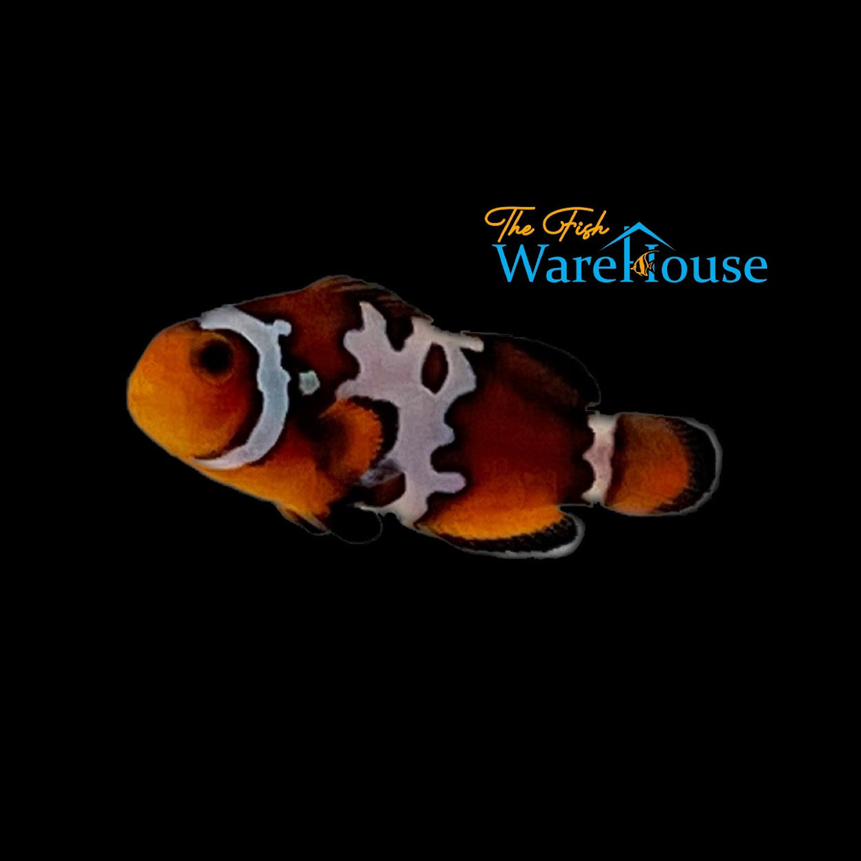 Blacker Ice Clownfish (Amphiprion ocellaris)