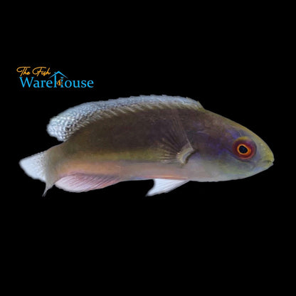 Blackfin Fairy Wrasse (Cirrhilabrus melanomarginatus)