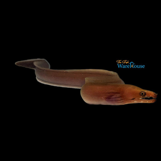 Caribbean Viper Moray Eel (Enchelycore nigricans)