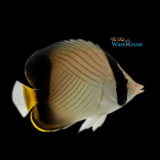 Blackfin Vagabond Butterfly (Chaetodon decussatus)