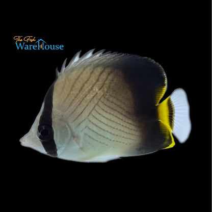 Blackfin Vagabond Butterfly (Chaetodon decussatus)