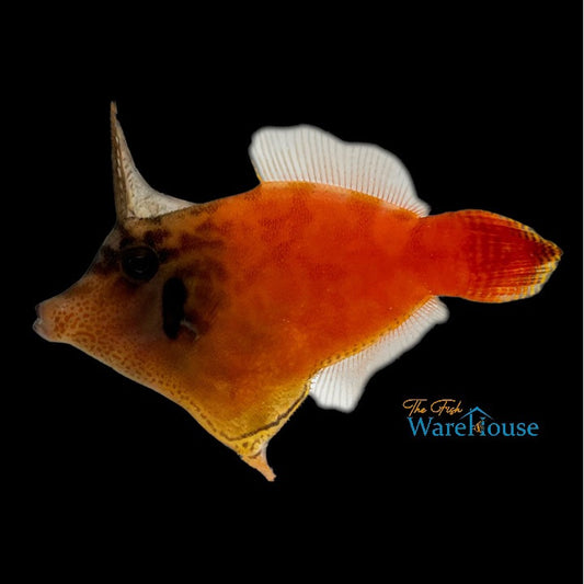 Blackhead Filefish (Pervagor melanocephalus)