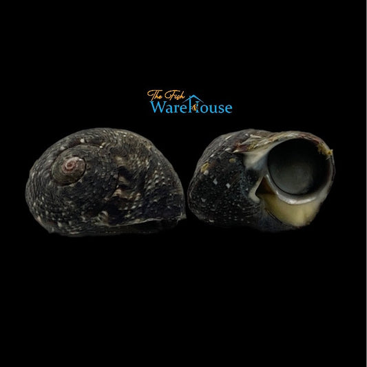 Cat Eye's Turbo Snail (Turbo petholatus)