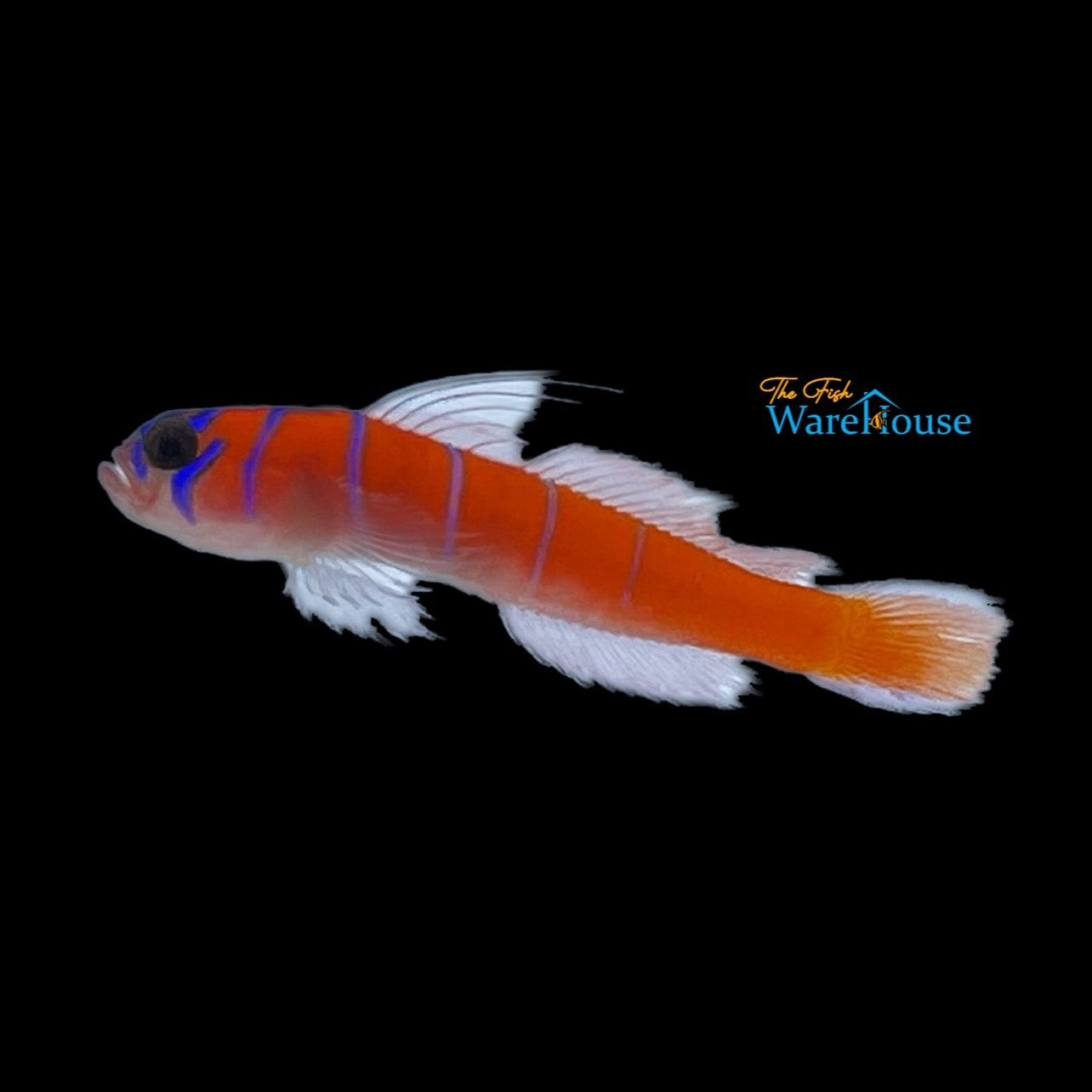 Catalina Goby (Lythrypnus dalli)