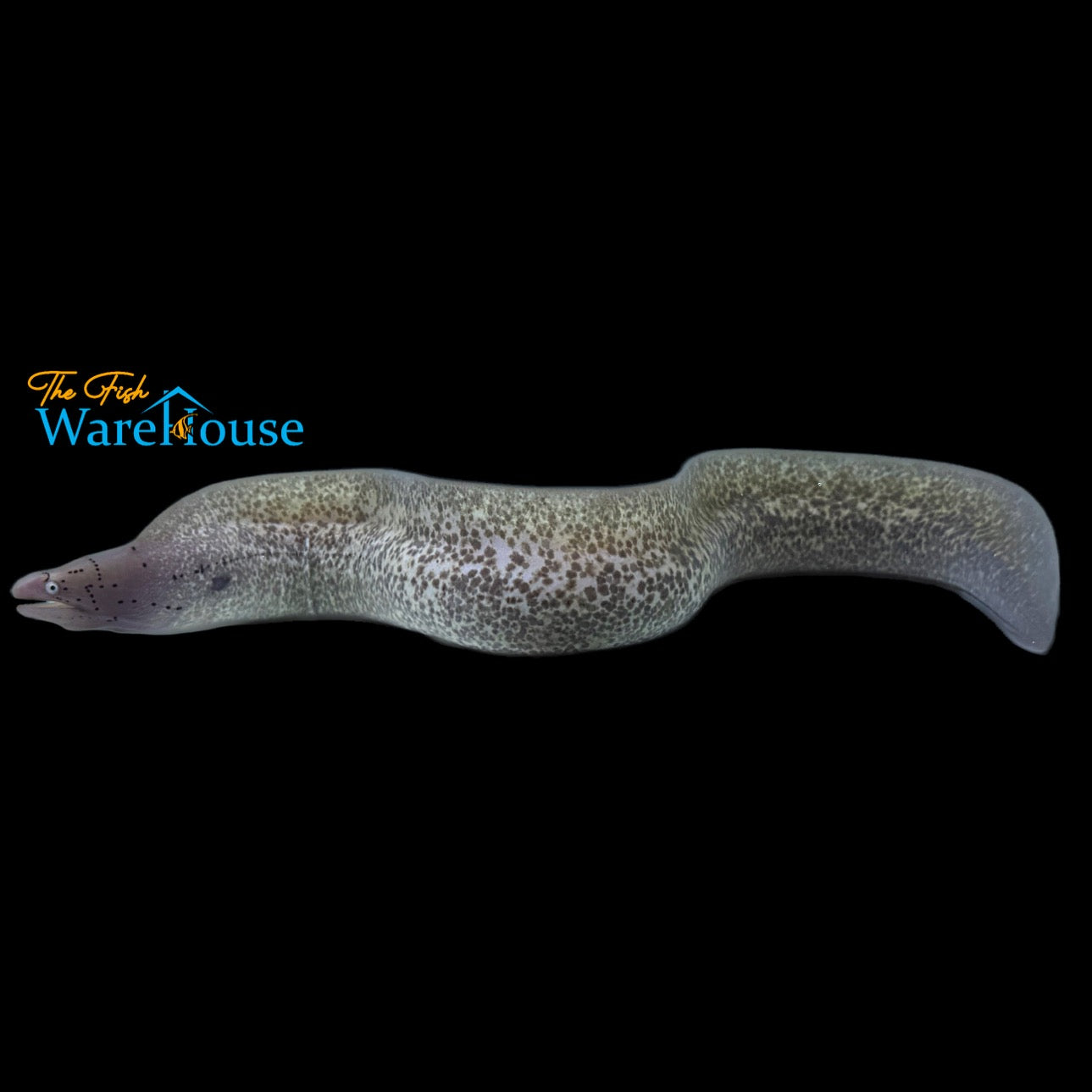 Geometric Moray Eel (Gymnothorax griseus)