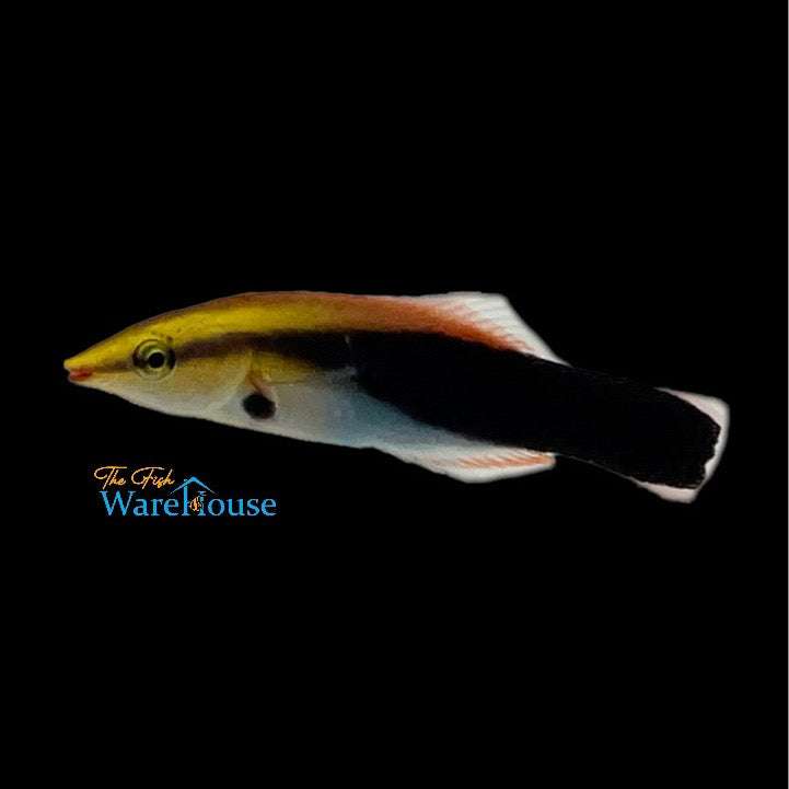 Blackspot Cleaner Wrasse (Labroides pectoralis)