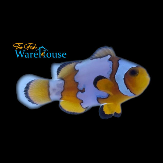 Snowflake Clownfish (Amphiprion ocellaris)