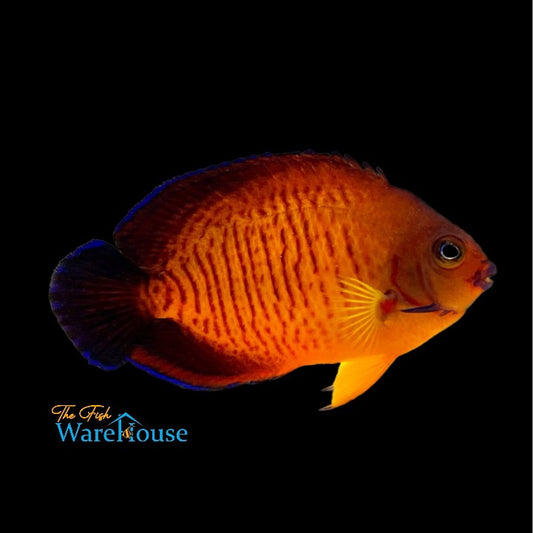 Deepwater Coral Beauty Angelfish (Centropyge bispinosa)