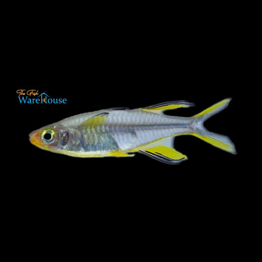 Celebes Rainbowfish (Marosatherina ladigesi)