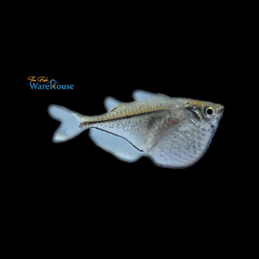 Blackwing Hatchetfish (Carnegiella marthae)