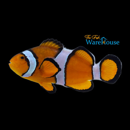 Ocellaris Clownfish - Captive Bred (Amphiprion ocellaris)