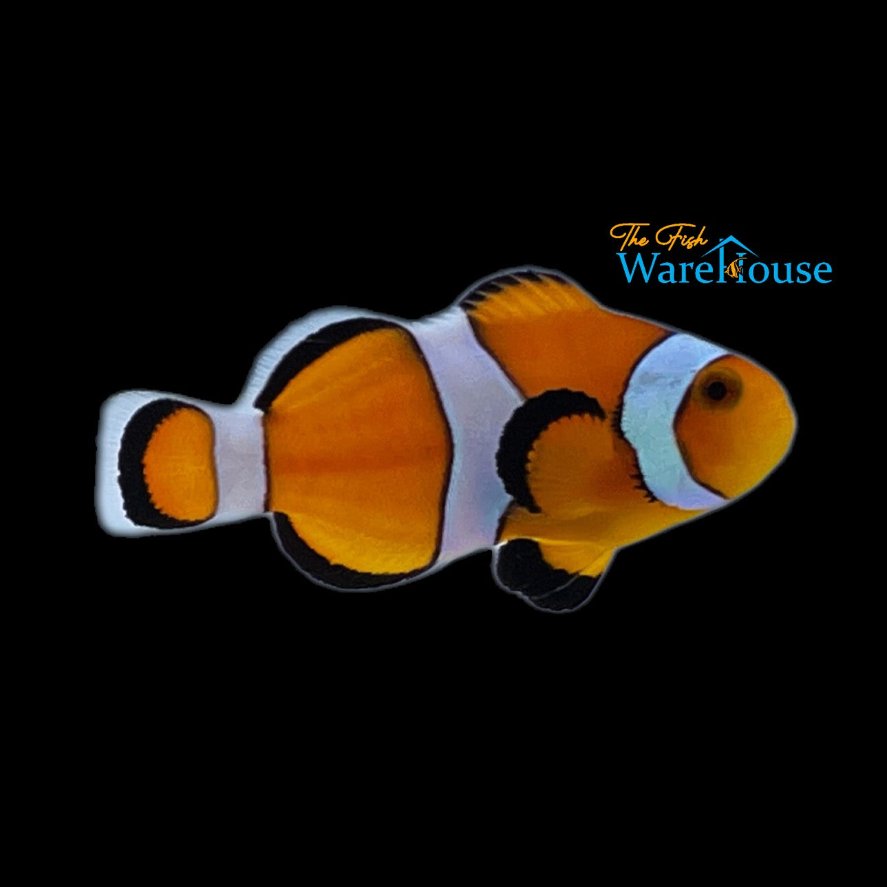 Ocellaris Clownfish - Captive Bred (Amphiprion ocellaris)