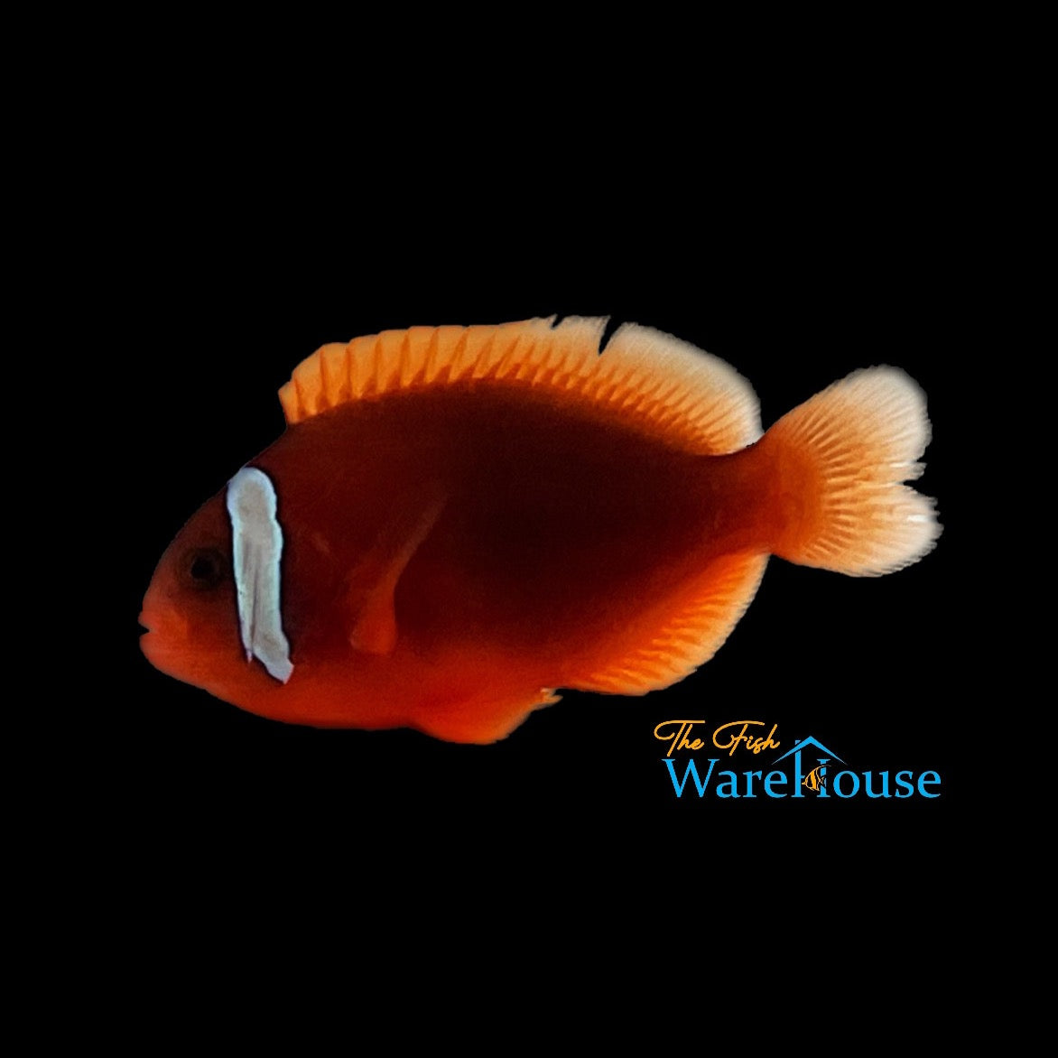 Tomato Clownfish - Captive Bred (Amphiprion frenatus)