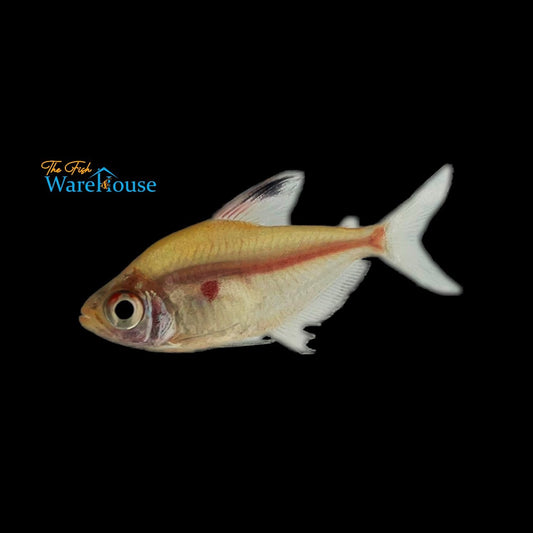 Bleeding Heart Tetra (Hyphessobrycon erythrostigma)