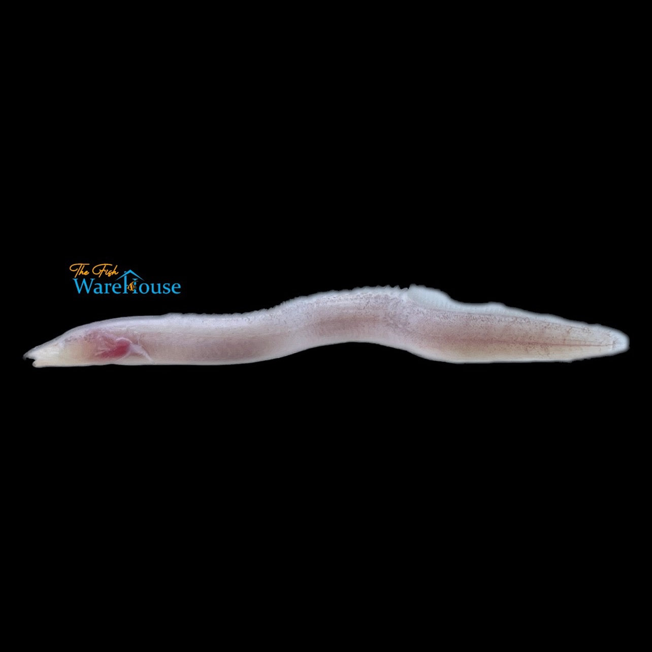 Blind Congo Spiny Eel (Caecomastacembelus brichardi)