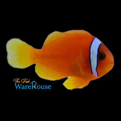 Tomato Clownfish - Captive Bred (Amphiprion frenatus)