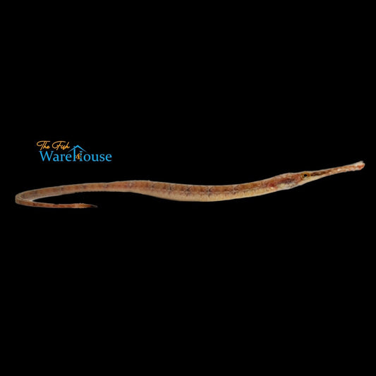 Chain Pipefish (Syngnathus louisianae)