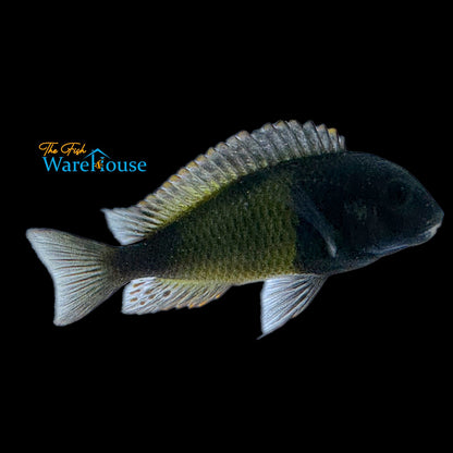 Yellow Banded Tropheus (Tropheus sp. 'Ikola' Kaiser)