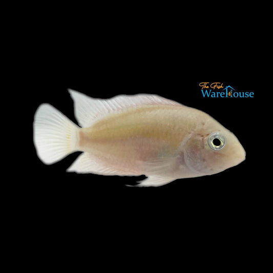 Blonde Honduran Red Point Cichlid (Amatitlania sp.)