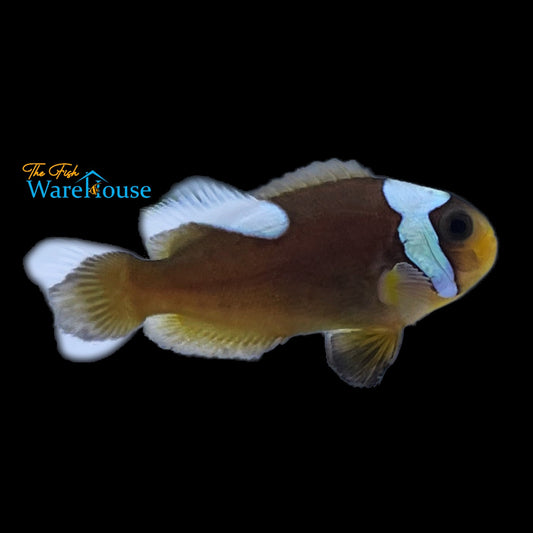 Brown Saddleback Clownfish - Captive Bred (Amphriprion polymnus)